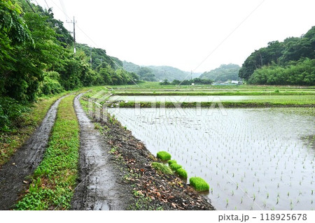 米栽培・近年の異常気象等でコメ不足 米栽培・近年の異常気象等でコメ不足 118925678