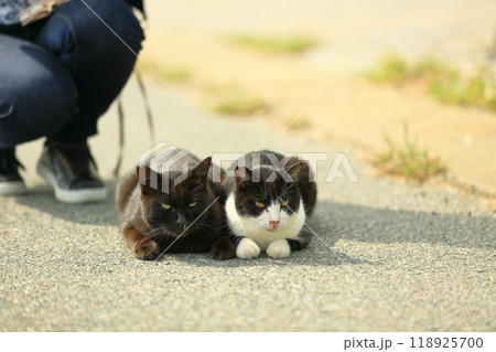 寄り添う猫 寄り添う猫 118925700