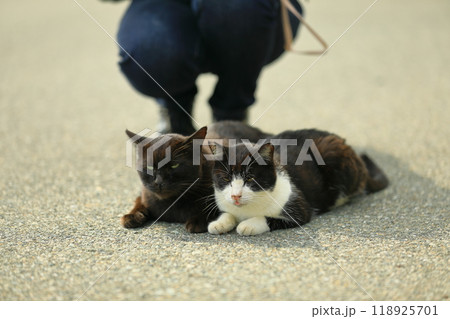 寄り添う猫 寄り添う猫 118925701