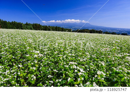 白い花が咲いた蕎麦畑 118925747