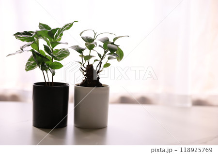 観葉植物 118925769