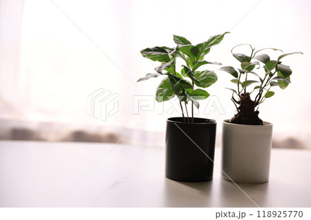 観葉植物 118925770