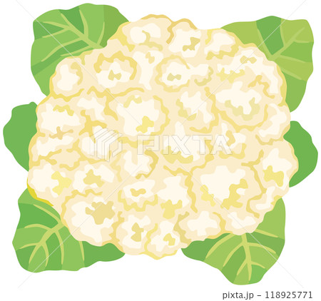 カリフラワーのイラスト ベクター素材 118925771