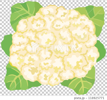 カリフラワーのイラスト ベクター素材 118925771