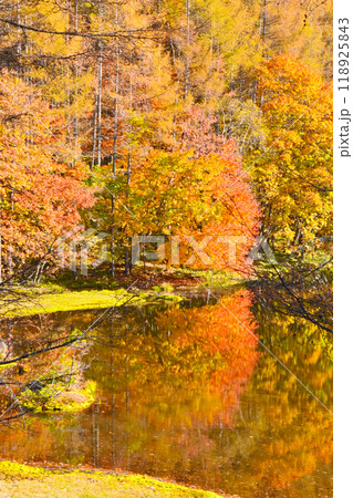 御射鹿池の美しい紅葉 御射鹿池の美しい紅葉 118925843
