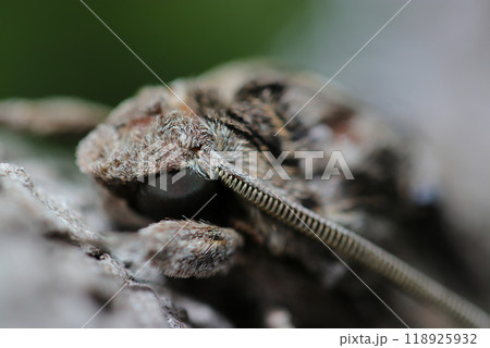 黒目が凜々しく頭部形状がかっこうよいエビガラスズメ蛾の成虫ポートレート（自然光マクロ接写） 118925932