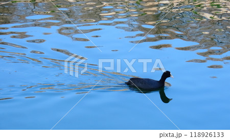 黒い鳥のオオバンが青空が映る水面をすいすい泳ぐ 118926133
