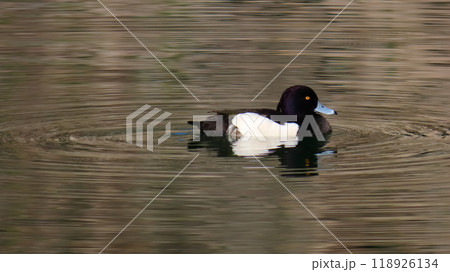 冬鳥の渡り鳥キンクロハジロの雄鴨が水辺に浮かんで波紋を作る 118926134