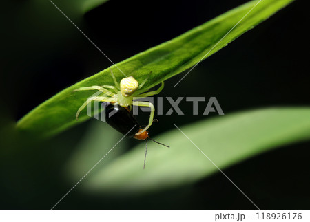 黒と橙色のクロウリハムシを捕食する無紋型のコハナグモ（自然光+ストロボ・マクロ接写） 118926176
