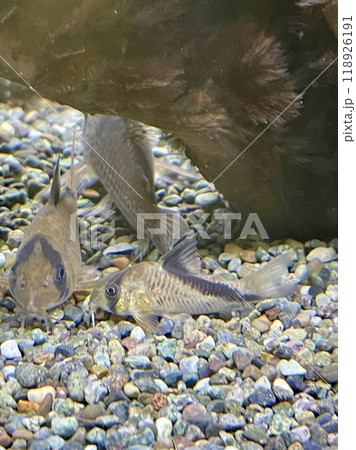 アクアリウム 熱帯魚 コリドラス メリニ 118926191