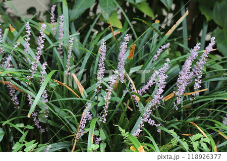 秋の庭に咲く紫色のヤブランの花 秋の庭に咲く紫色のヤブランの花 118926377