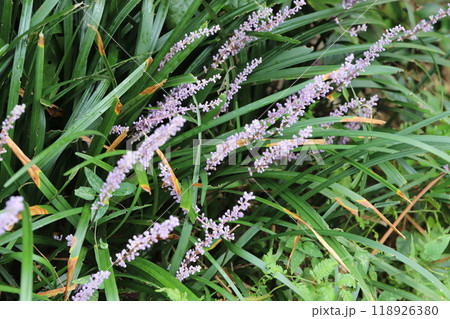秋の庭に咲く紫色のヤブランの花 118926380