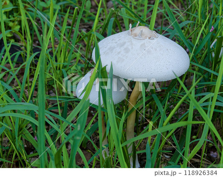 ハラタケ科オオシロカラカサタケ群生 118926384