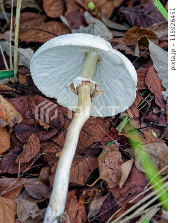 ハラタケ科オオシロカラカサタケ群生 118926451