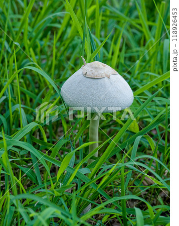 ハラタケ科オオシロカラカサタケ群生 118926453