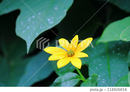 コレオプシス バーティシラータ 黄色の花 118926658