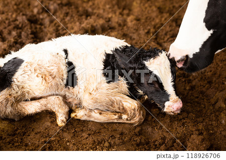 Mother cow licking small calf after giving birth in cowshed of farm in autumn 118926706