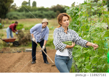 Woman harvests beans on a plantation while her husband collects the dry tops in fields. 118927181