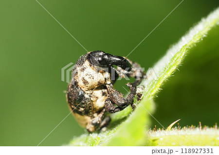 オジロアシナガゾウムシ オジロアシナガゾウムシ 118927331