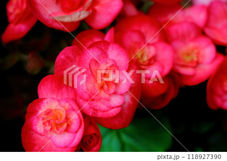 ベゴニアの赤い花 118927390