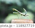 ムネアカハラビロカマキリの幼虫 118927719