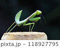 ムネアカハラビロカマキリの幼虫 118927795