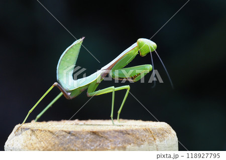 ムネアカハラビロカマキリの幼虫 118927795