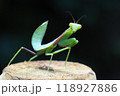 ムネアカハラビロカマキリの幼虫 118927886