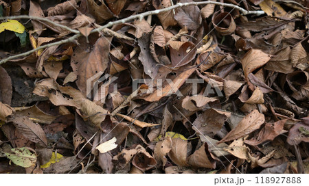 落ち葉 118927888