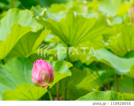 膨らんだつぼみのハスの花 118928058