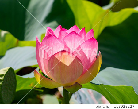 ハスの蕾 淡い緑色とピンク色 ハスの蕾 淡い緑色とピンク色 ハスの蕾の写真素材 [225205229