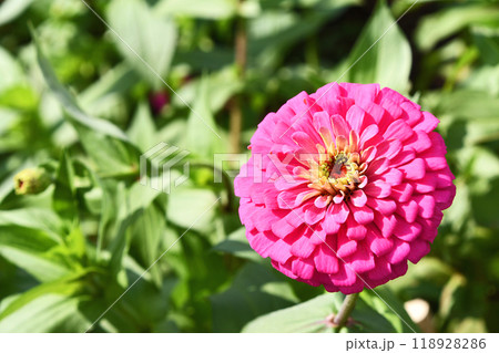 ヒャクニチソウ（百日草） 118928286