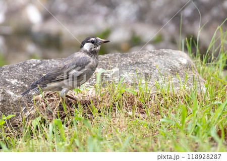 ムクドリ 118928287