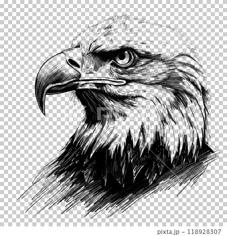 Detailed black-and-white illustration of a majestic eagle's head, showcasing its sharp beak, intense eyes, and textured feathers in a dynamic style. 118928307