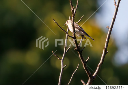 新緑の中、さえずる可愛いコサメビタキ（ヒタキ科）東京都大田区東京港野鳥公園-2023年 118928354