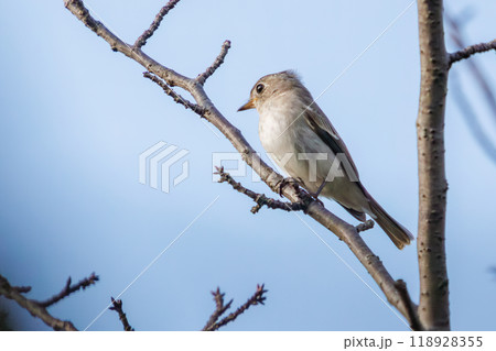 新緑の中、さえずる可愛いコサメビタキ（ヒタキ科）東京都大田区東京港野鳥公園-2023年 118928355