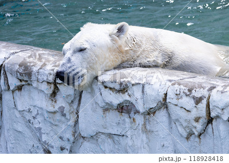 壁に頭を乗せるホッキョクグマ 壁に頭を乗せるホッキョクグマ 118928418