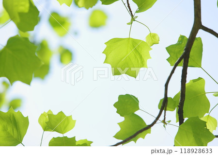 ユリノキの新緑 【空背景】 118928633