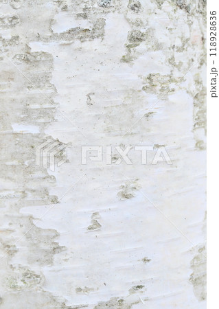 白樺の樹皮のクローズアップ 【テクスチャー】 白樺の樹皮のクローズアップ 【テクスチャー】 118928636