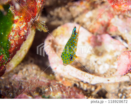 星空のように美しいルリホシスズメダイ（スズメダイ科）幼魚。伊豆半島南伊豆町中木ヒリゾ浜-2023 118928672