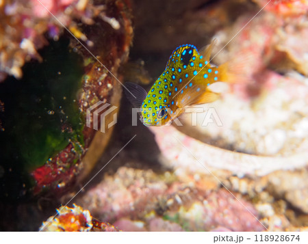 星空のように美しいルリホシスズメダイ（スズメダイ科）幼魚。伊豆半島南伊豆町中木ヒリゾ浜-2023 118928674