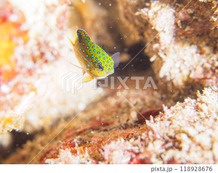 星空のように美しいルリホシスズメダイ（スズメダイ科）幼魚。伊豆半島南伊豆町中木ヒリゾ浜-2023 118928676