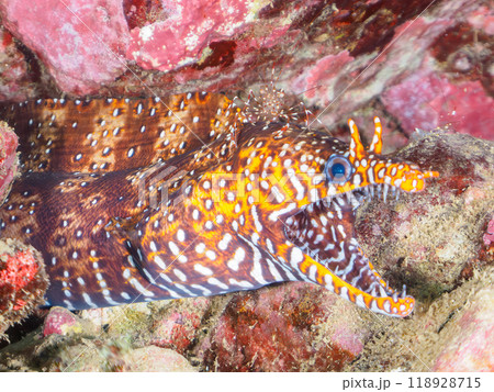 トラウツボを掃除する透明で美しいクリアクリーナーシュリンプ(テナガエビ科)南伊豆中木ヒリゾ浜2023 トラウツボを掃除する透明で美しいクリアクリーナーシュリンプ(テナガエビ科)南伊豆中木ヒリゾ浜2023 118928715