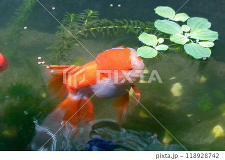 Goldfish in aquarium fish pond close up Goldfish in aquarium fish pond close up 118928742