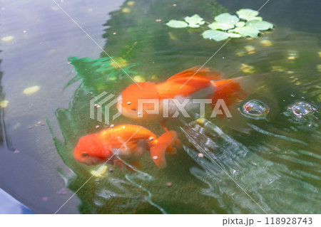 Goldfish in aquarium fish pond close up Goldfish in aquarium fish pond close up 118928743