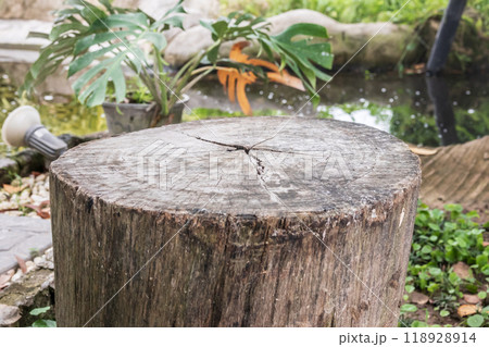 Empty old tree stump table top with blur green tropical garden background for product display Empty old tree stump table top with blur green tropical garden background for product display 118928914