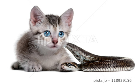 A curious kitten and a snake meet, their eyes locked in a moment of mutual curiosity. 118929156