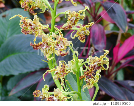 クリーム色に濃紫色の筋の洋欄デンドロビウム・スペクタビレ 118929500