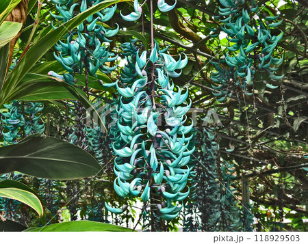 青緑色の美しいつる性熱帯植物ヒスイカズラ 118929503