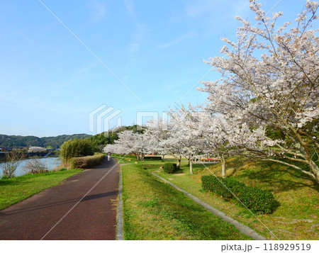 山口県山陽小野田市にある厚狭川河畔寝太郎公園遊歩道と桜 山口県山陽小野田市にある厚狭川河畔寝太郎公園遊歩道と桜 118929519
